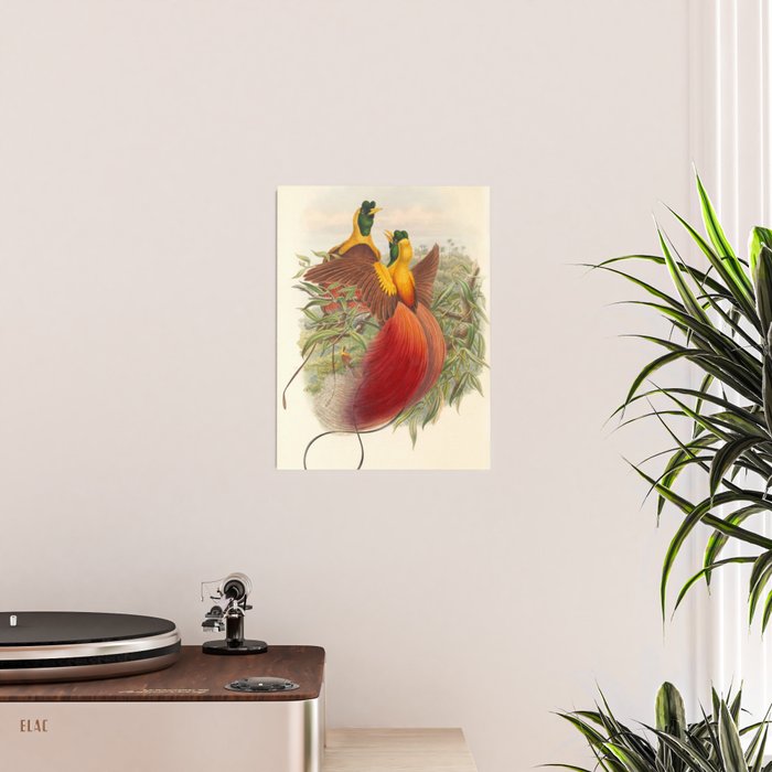 Birds-of-paradise (Paradisea Sanguinea) by John Gould, 1875-1888 (benefitting the Nature Conservancy) Poster Gallery Image 2
