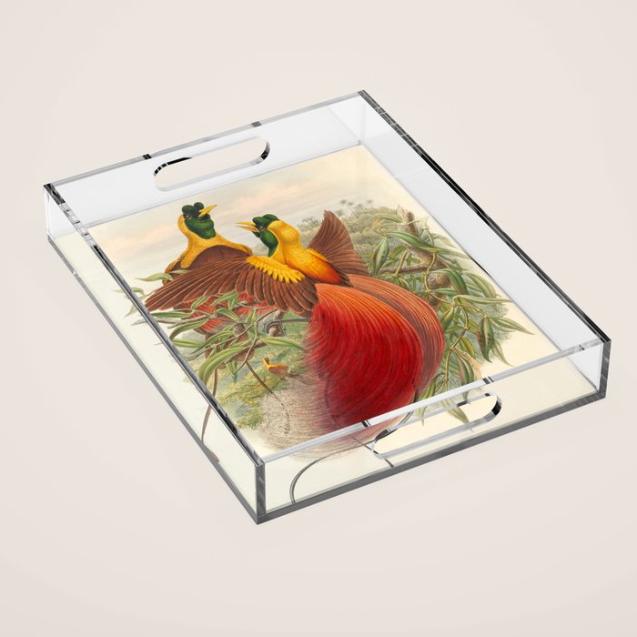 Birds-of-paradise (Paradisea Sanguinea) by John Gould, 1875-1888 (benefitting the Nature Conservancy) Acrylic Tray Gallery Image 1