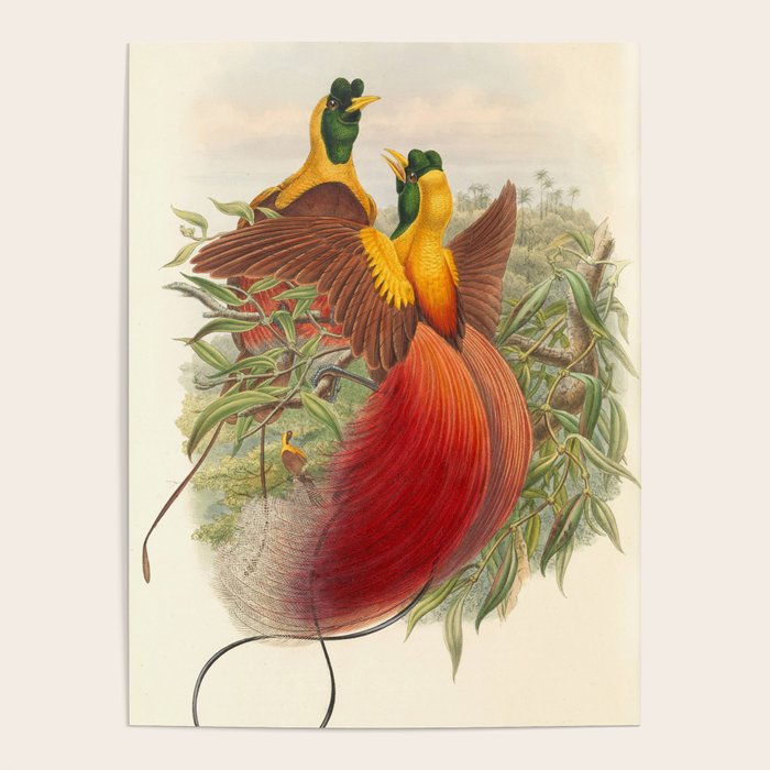 Birds-of-paradise (Paradisea Sanguinea) by John Gould, 1875-1888 (benefitting the Nature Conservancy) Poster Gallery Image 4