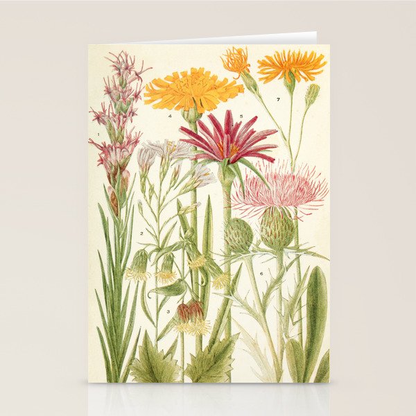 Wildflowers from "Rocky Mountain Flowers" (1914) by Edith Clements (benefitting The Nature Conservancy) Stationery Card Gallery Image 1