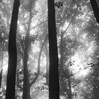 Smoky Mountain National Park Foggy Trees Coffee Mug Gallery Image 2