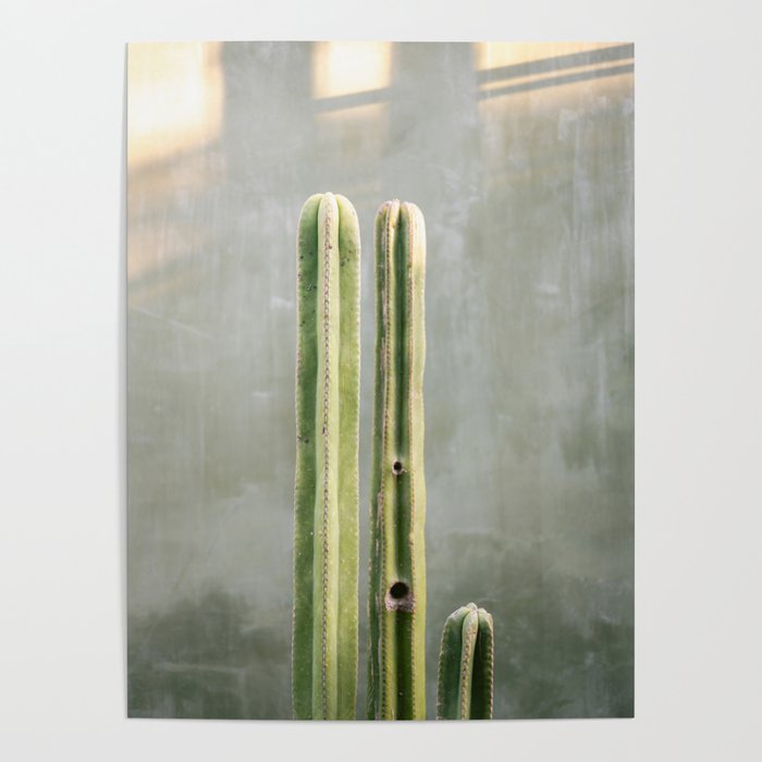 Cacti greens | Oaxaca Mexico travel photography Poster Gallery Image 1