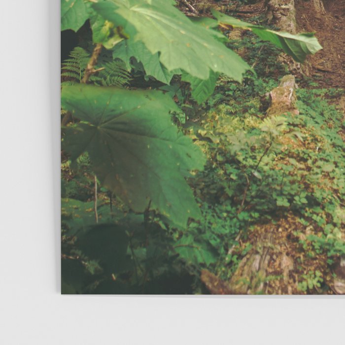 Woodland Landscape Poster Gallery Image 3