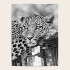 Disco Leopard Poster Gallery Image 4