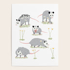 Opossums and Daisies Poster Gallery Image 4