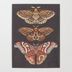 Moth Wings IV Poster Gallery Image 4