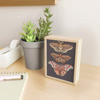 Moth Wings IV Mini Art Print Gallery Image 2