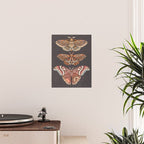 Moth Wings IV Poster Gallery Image 2