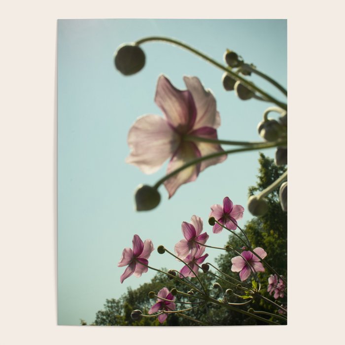Aloft - rose pink autumn flower photo floral  Poster Gallery Image 1