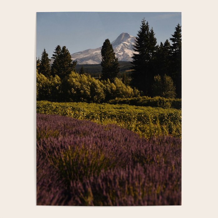 Mount Hood Lavender Farm Poster Gallery Image 4