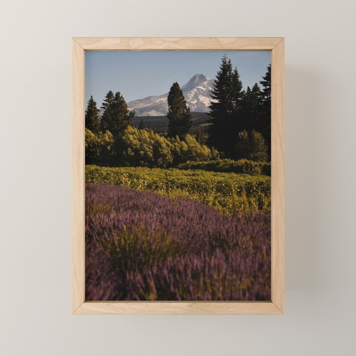 Mount Hood Lavender Farm Mini Art Print Gallery Image 1