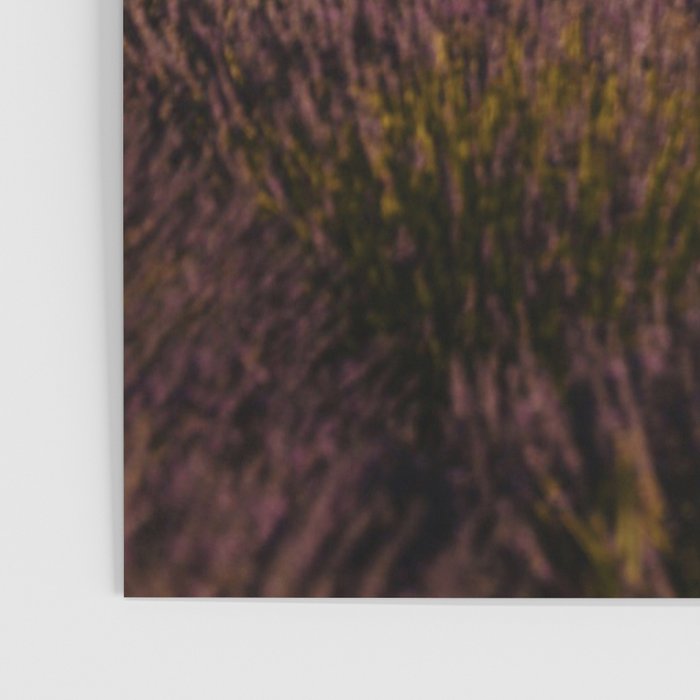 Mount Hood Lavender Farm Poster Gallery Image 3
