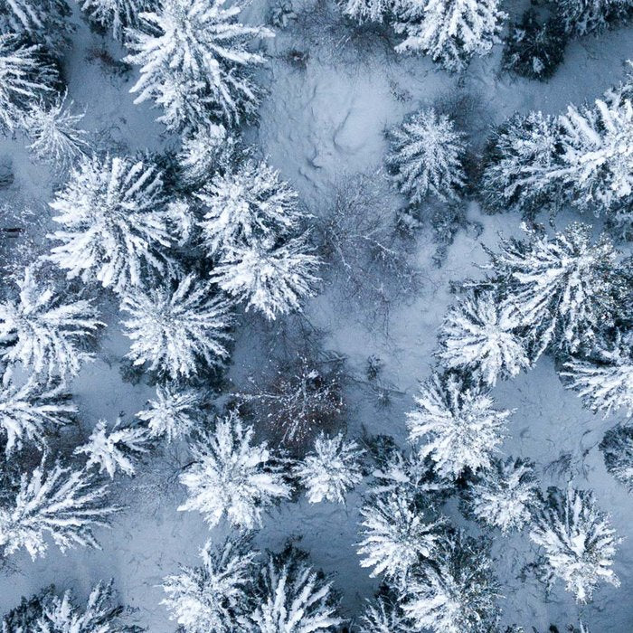 Winter Pine Forest Coffee Mug Gallery Image 2