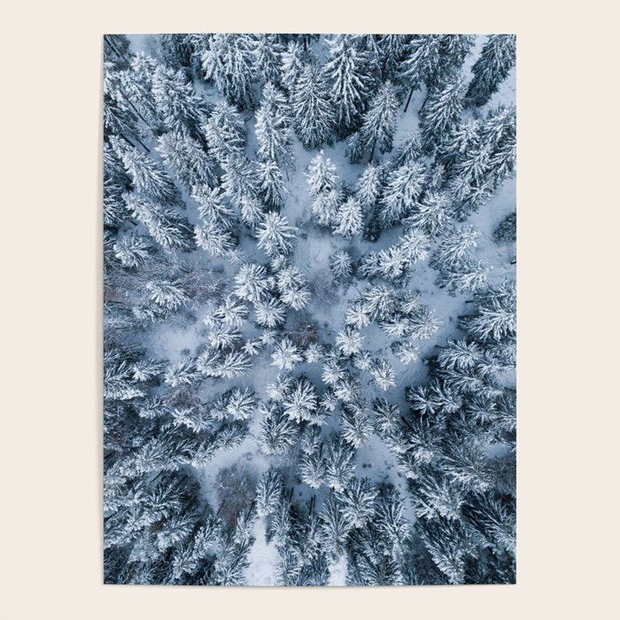 Winter Pine Forest Poster Gallery Image 1