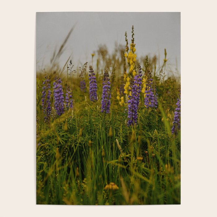 Front Range Flora III Poster Gallery Image 1
