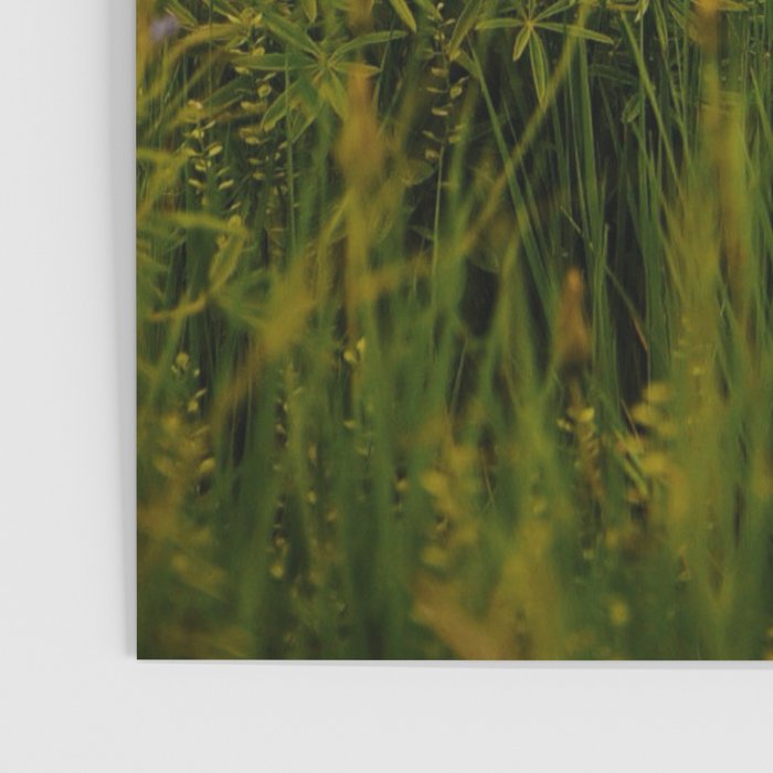 Front Range Flora III Poster Gallery Image 3