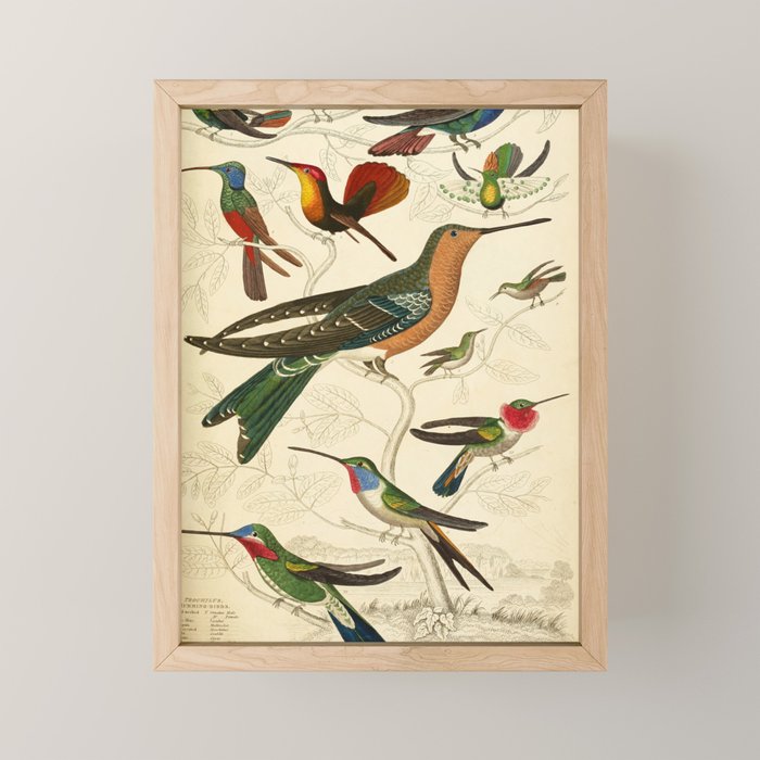 Hummingbirds from The Edinburgh Journal, 1835 (benefitting The Nature Conservancy) Mini Art Print Gallery Image 1