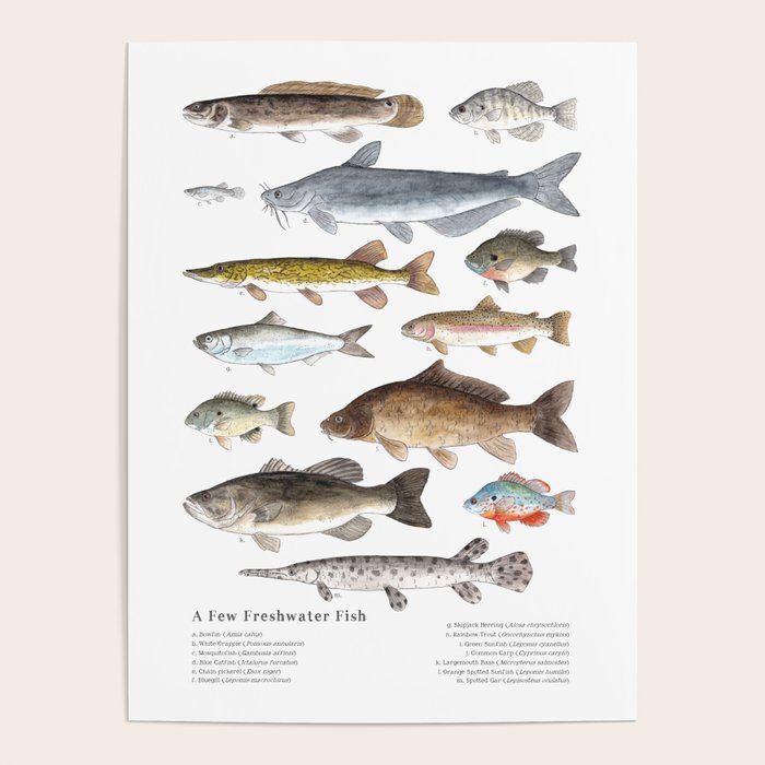 A Few Freshwater Fish Poster Gallery Image 4