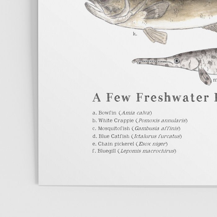 A Few Freshwater Fish Poster Gallery Image 3