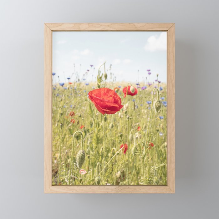 Wildflower Field | Poppy Flower in a Garden in Holland Art Print | Floral Summer Photography Mini Art Print Gallery Image 1