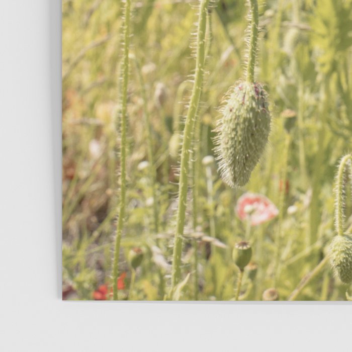Wildflower Field | Poppy Flower in a Garden in Holland Art Print | Floral Summer Photography Poster Gallery Image 3