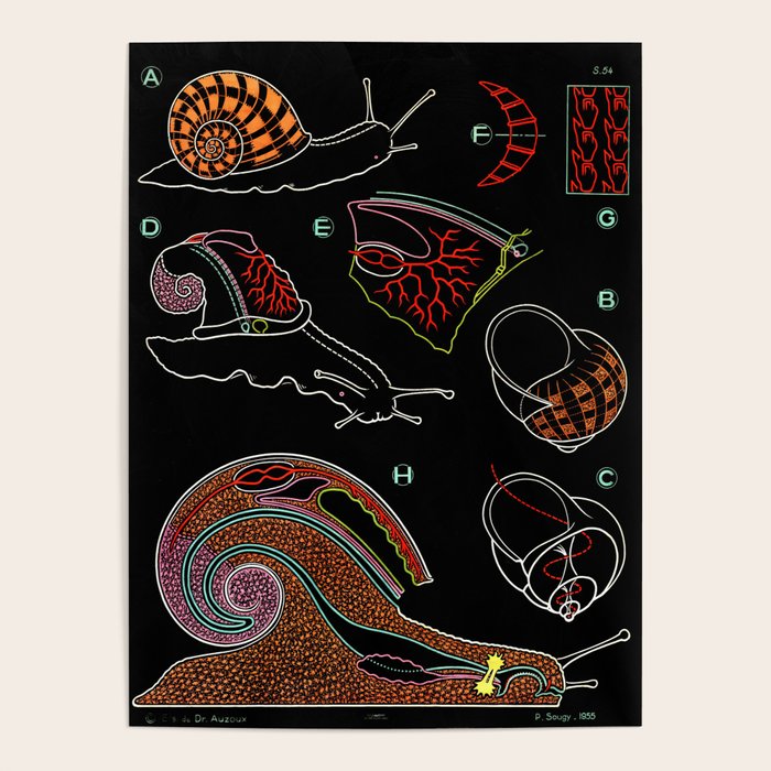 Paul Sougy: The Snail, 1955 (proceeds benefit The Nature Conservancy) Poster Gallery Image 4