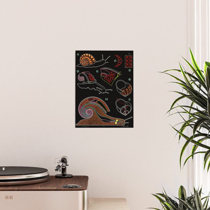 Paul Sougy: The Snail, 1955 (proceeds benefit The Nature Conservancy) Poster Gallery Image 2