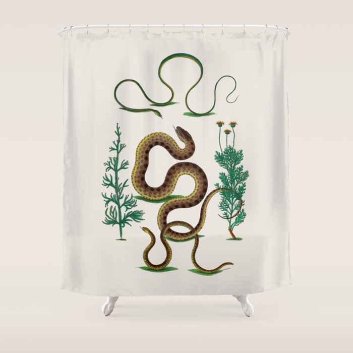 Albertus Seba Three Snakes Illustration Locupletissimi rerum naturalium thesauri accurata descriptio Shower Curtain Gallery Image 1