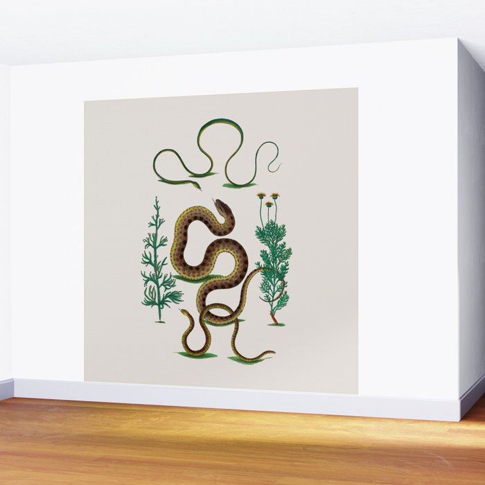 Albertus Seba Three Snakes Illustration Locupletissimi rerum naturalium thesauri accurata descriptio Wall Mural Gallery Image 2