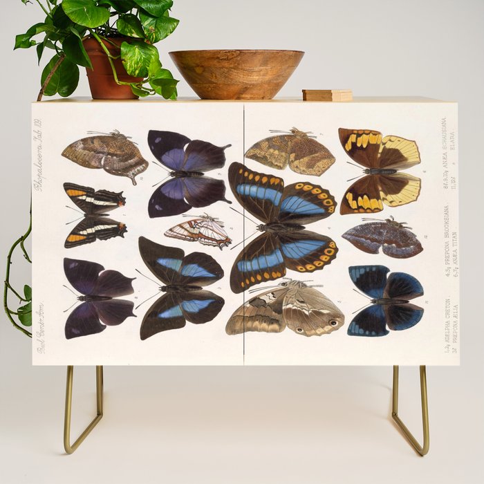 Vintage Scientific Insect Butterfly Moth Biological Hand Drawn Species Art Illustration Credenza Gallery Image 1