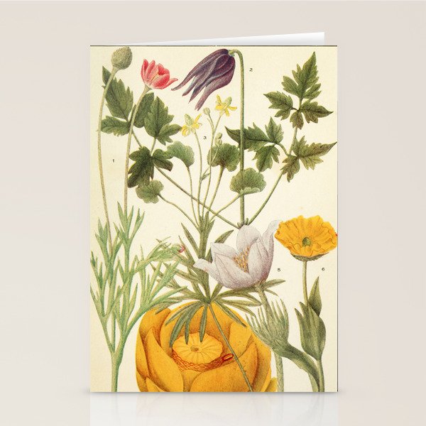 Wildflowers from "Rocky Mountain Flowers" (1914) by Edith Clements (benefitting The Nature Conservancy) Stationery Card Gallery Image 2