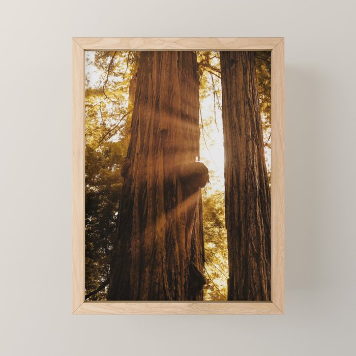 Redwood Forest Sunbeams Mini Art Print Gallery Image 1