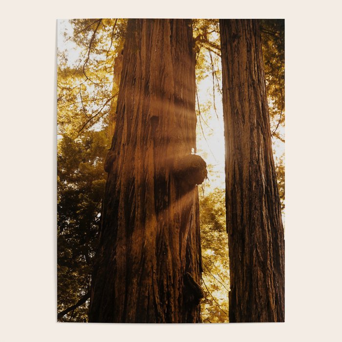 Redwood Forest Sunbeams Poster Gallery Image 1