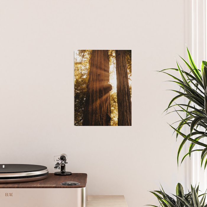 Redwood Forest Sunbeams Poster Gallery Image 2