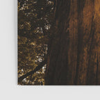 Redwood Forest Sunbeams Poster Gallery Image 3