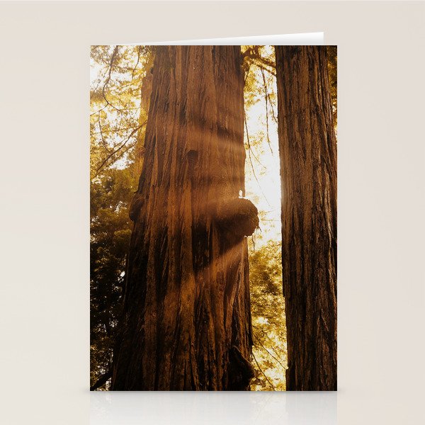 Redwood Forest Sunbeams Stationery Card Gallery Image 2