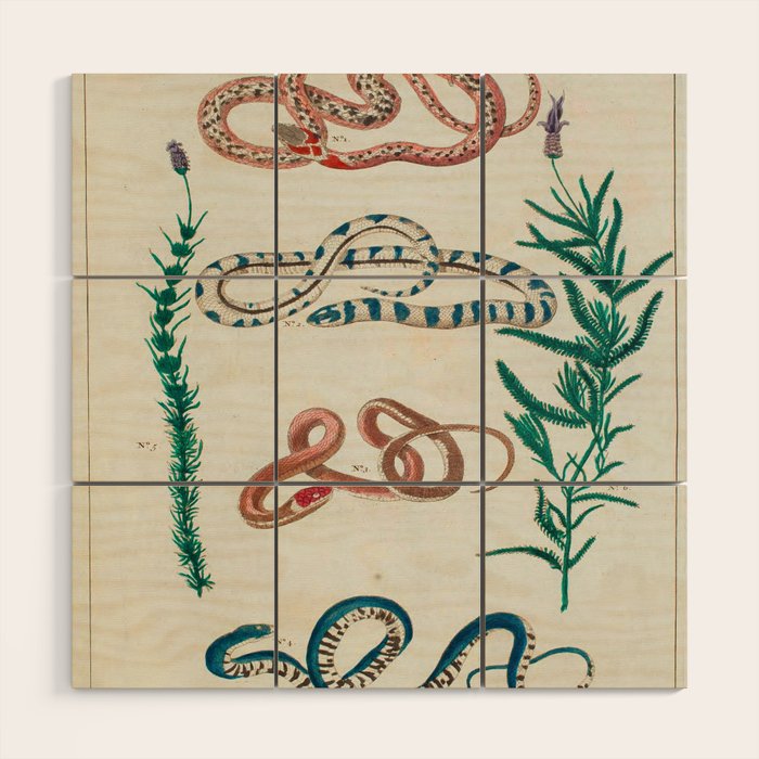 Seba Albertus Snakes With Plants  Wood Wall Art Gallery Image 1