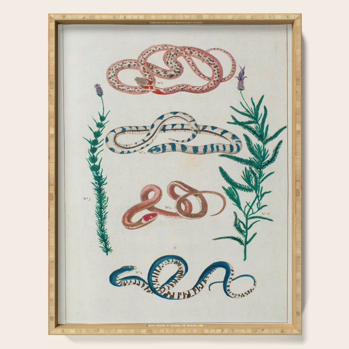 Seba Albertus Snakes With Plants  Serving Tray Gallery Image 1