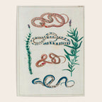 Seba Albertus Snakes With Plants  Poster Gallery Image 4