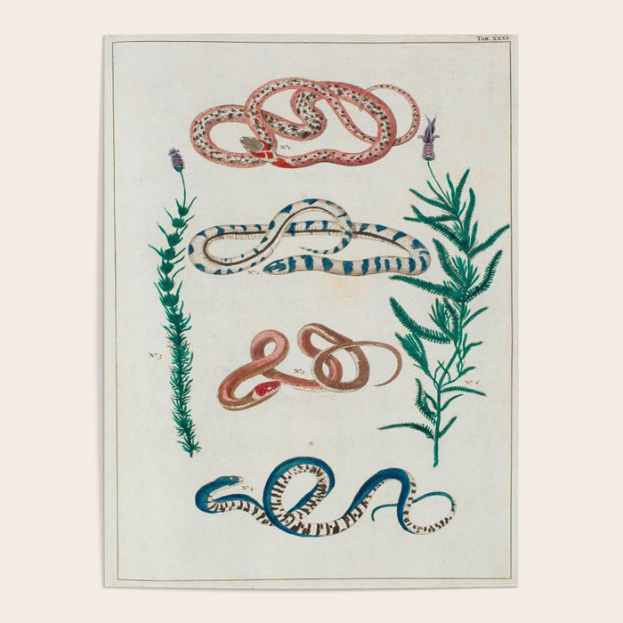 Seba Albertus Snakes With Plants  Poster Gallery Image 4