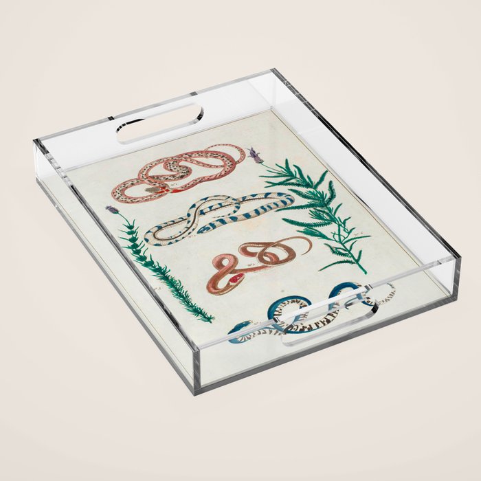 Seba Albertus Snakes With Plants  Acrylic Tray Gallery Image 1