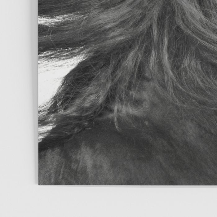 Wild Horse, Black and White Photography Poster Gallery Image 3