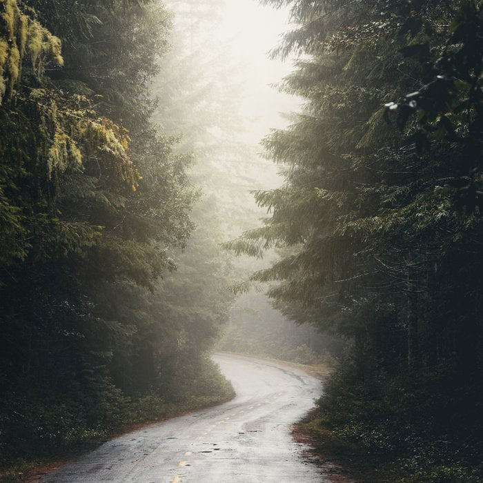 Redwood Forest Adventure 2022 - Nature Photography Coffee Mug Gallery Image 2
