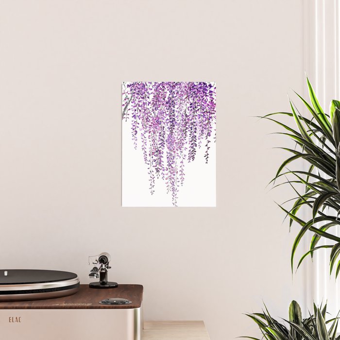 purple wisteria in bloom Poster Gallery Image 2