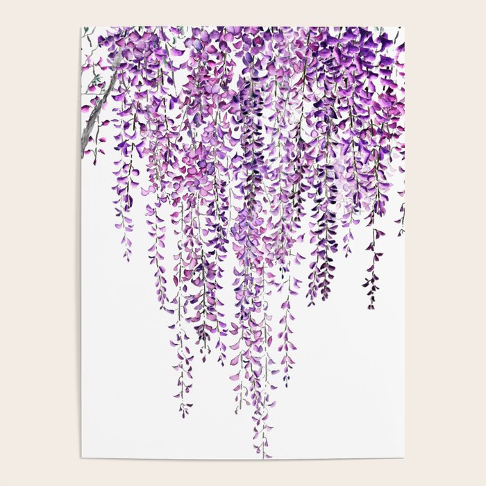 purple wisteria in bloom Poster Gallery Image 4