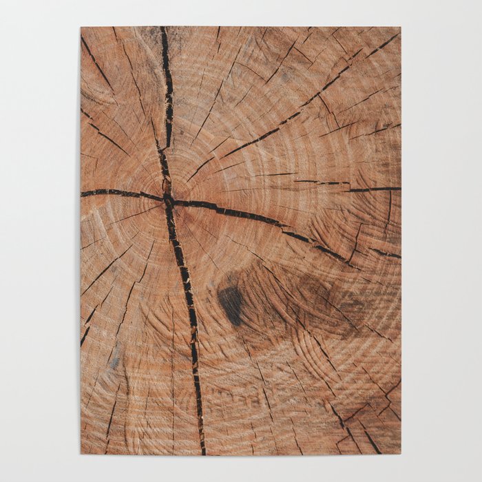 Tree Rings Rustic Cabin Lodge Raw Wood Poster Gallery Image 1