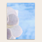 Echeveria Notebook Gallery Image 4
