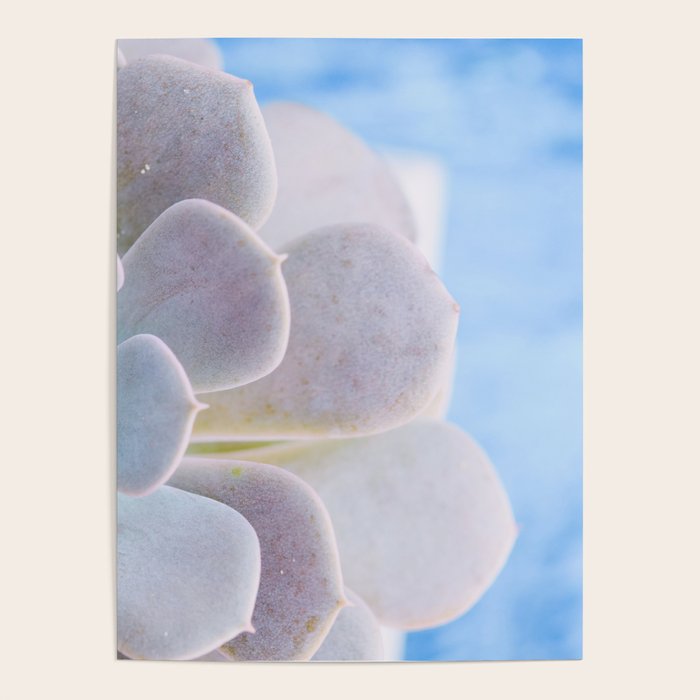 Echeveria Poster Gallery Image 4