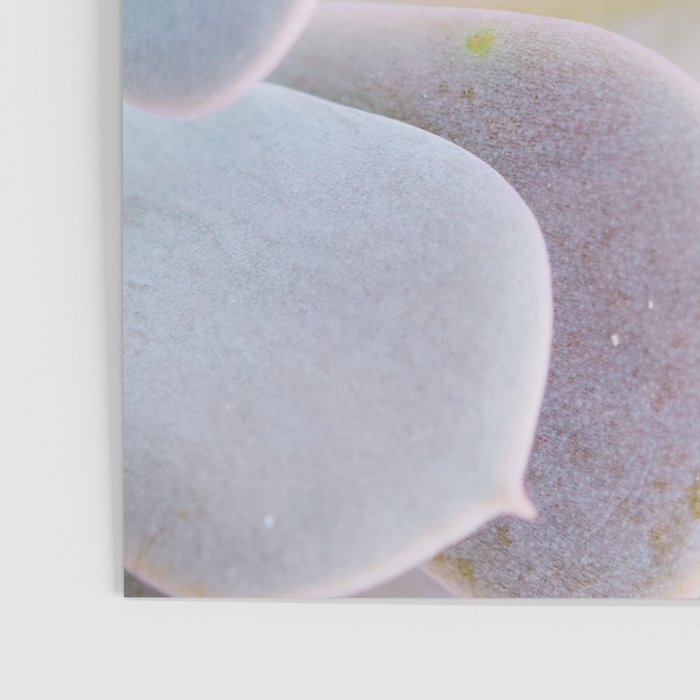 Echeveria Poster Gallery Image 3