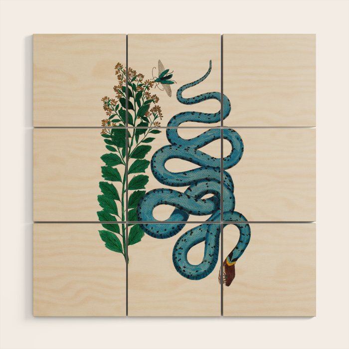 Albertus Seba Snakes Blue Snake  Wood Wall Art Gallery Image 1